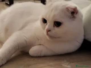 British gatti Gattini british bianchi/tigrati in vendita - Annuncio 1