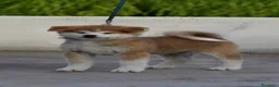 Akita Inu cani in vendita: Cucciolo Akita inu (Top Selection) a Città metropolitana di Roma Capitale - Annuncio 6