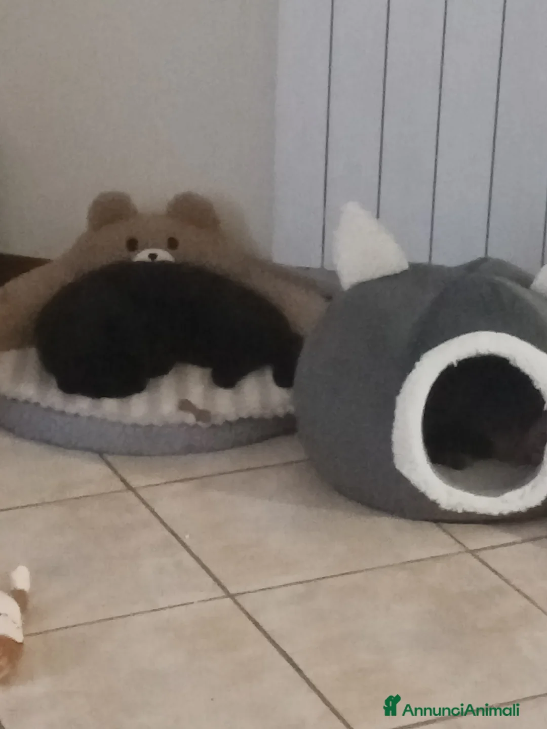 British gatti in vendita: Birillo British Chocolate (priorità accoppiamento) - Annuncio 3