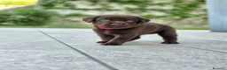 Labrador cani in vendita: Labrador Retriever Cioccolato  a Provincia di Brescia - Annuncio 9