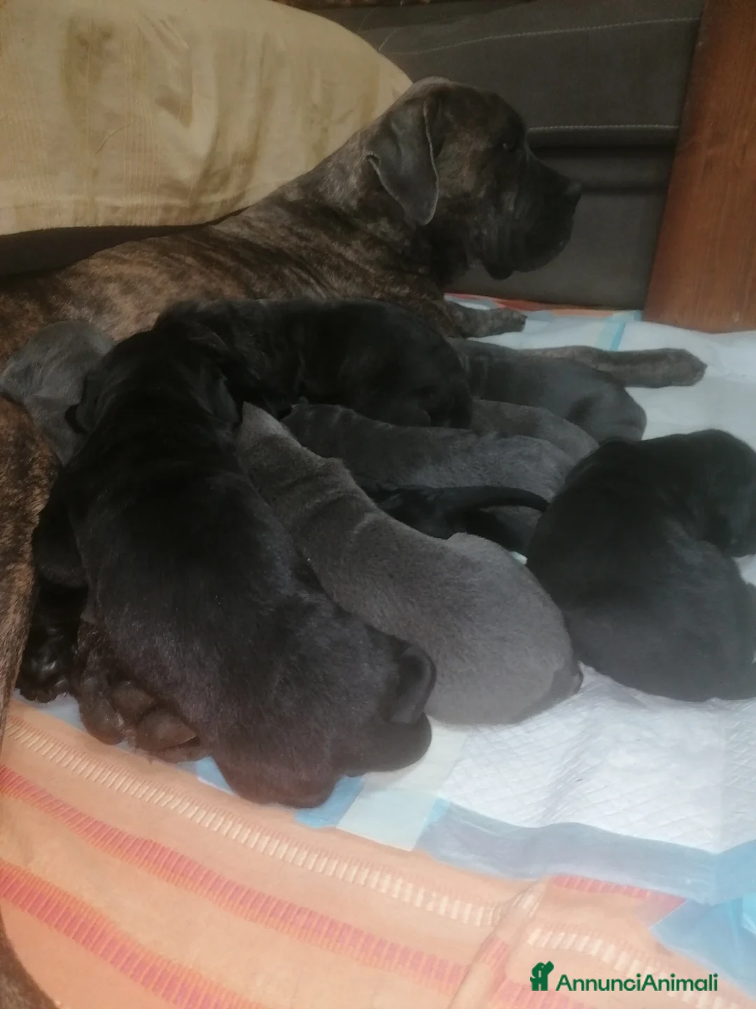 Cane Corso cani in vendita: Cuccioli Cane Corso  - Annuncio 3