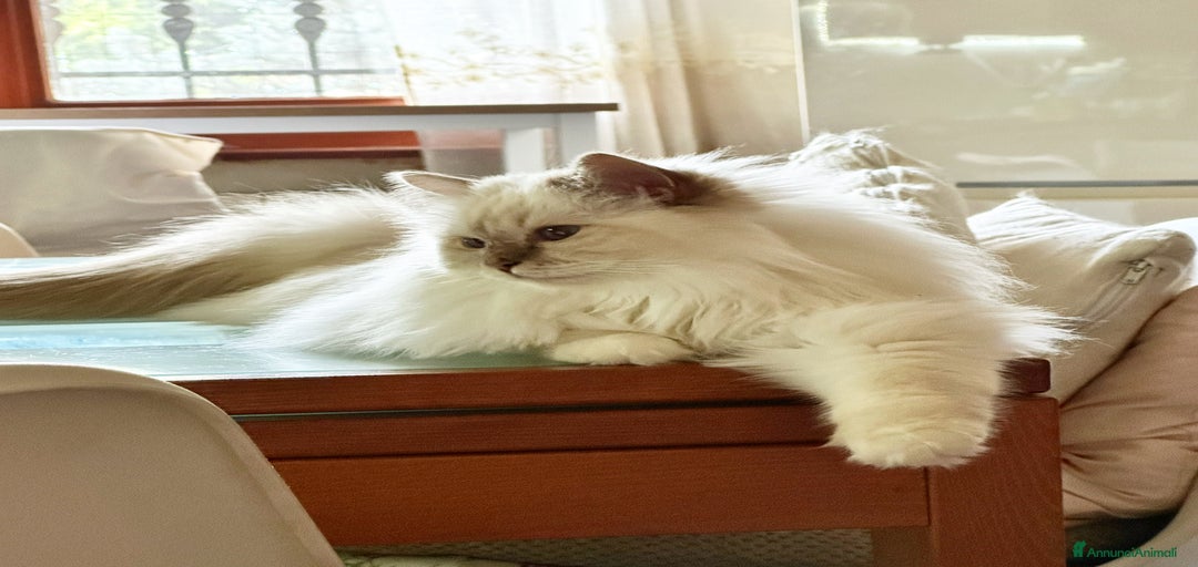 Immagine della galleria {{count}}