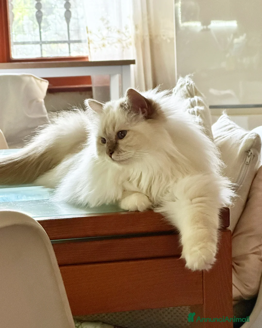 Immagine della galleria {{count}}