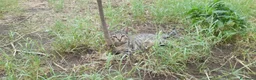 Europeo gatti in regalo: Gattini a Città metropolitana di Catania - Annuncio 2