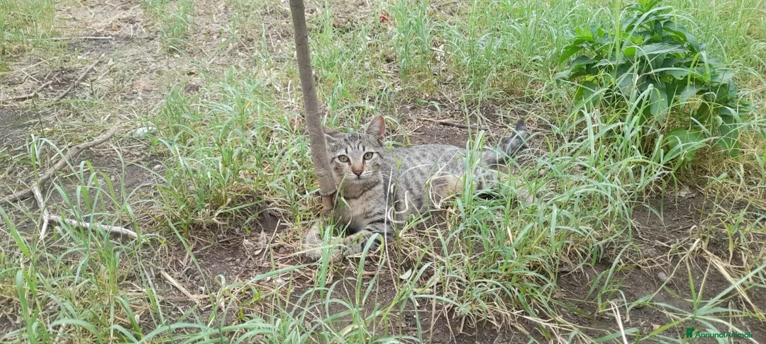 Europeo gatti in regalo: Gattini a Città metropolitana di Catania - Annuncio 2