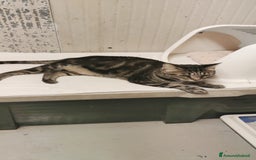 Altre razze gatti in regalo: GATTINI AMOREVOLI  a Città metropolitana di Milano - Immagine 6