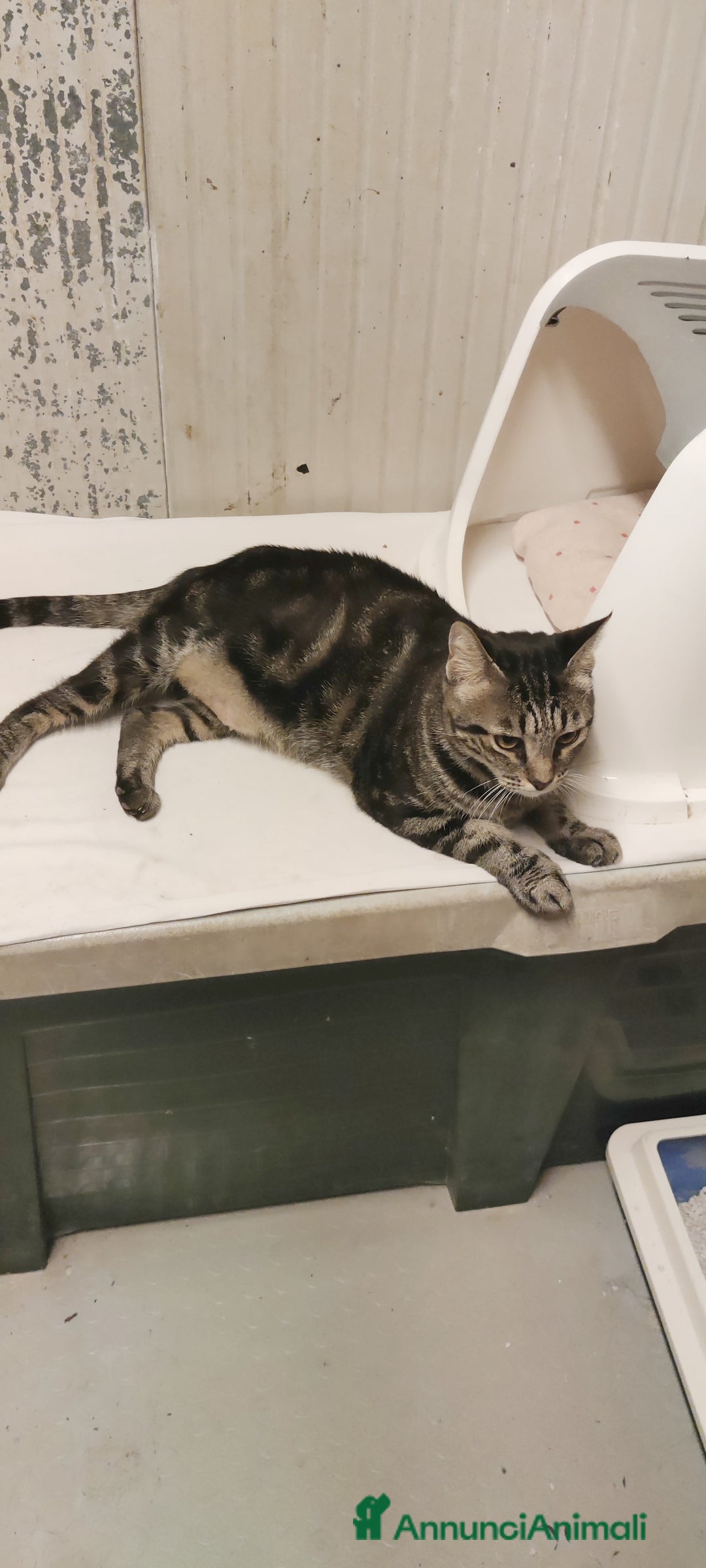 Altre razze gatti in regalo: GATTINI AMOREVOLI  a Città metropolitana di Milano - Immagine 6