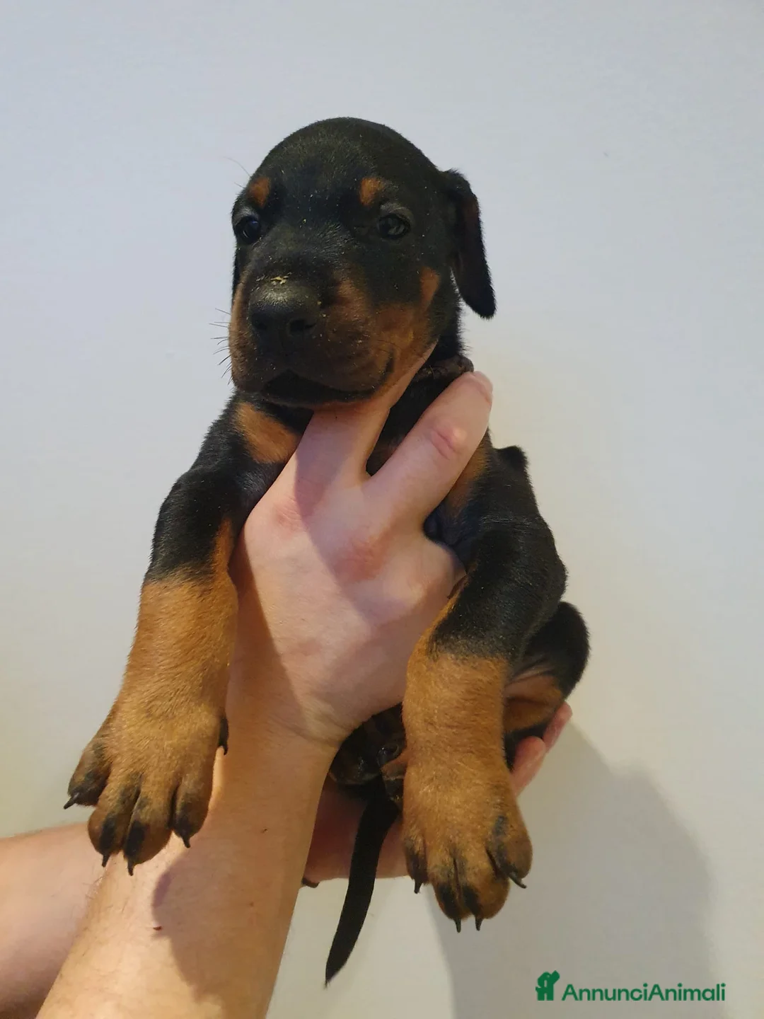 Dobermann cani in vendita: Cuccioli di Dobermann - Annuncio 9
