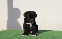Cane Corso cani in vendita: Cuccioli di Cane Corso Selezionati - Immagine 3