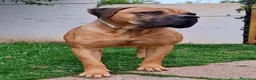 Cane Corso cani per accoppiamento: Cane corso disponibile per monta a Provincia di Chieti - Annuncio 9