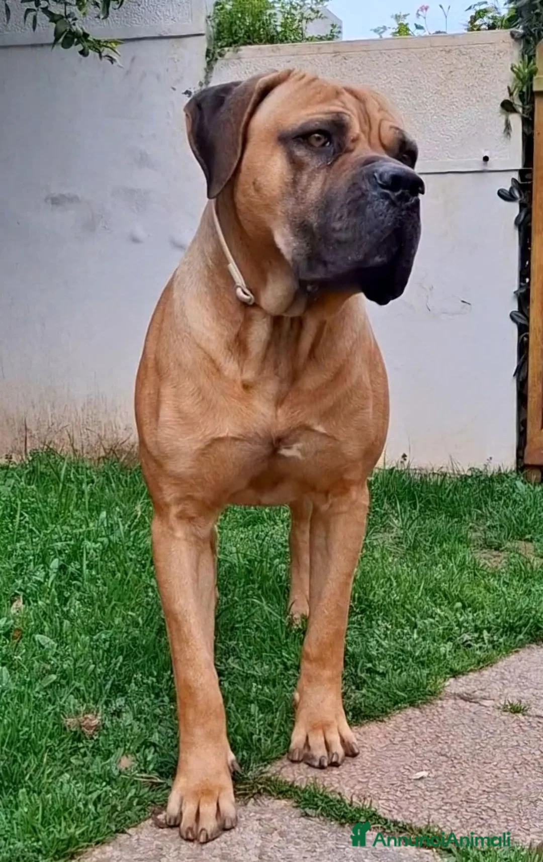 Cane Corso cani per accoppiamento: Cane corso disponibile per monta a Provincia di Chieti - Annuncio 9