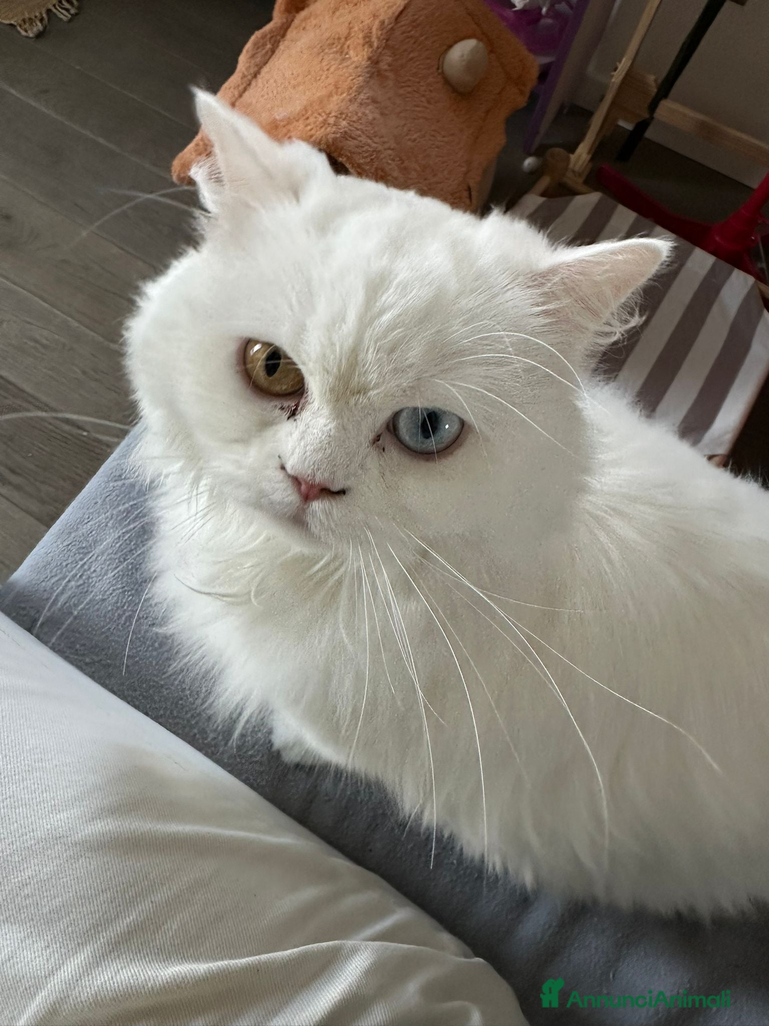 Scottish gatti Gattini Scottish longhair  - Annuncio 4