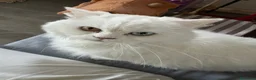 Scottish gatti in vendita: Gattini Scottish longhair  - Annuncio 1