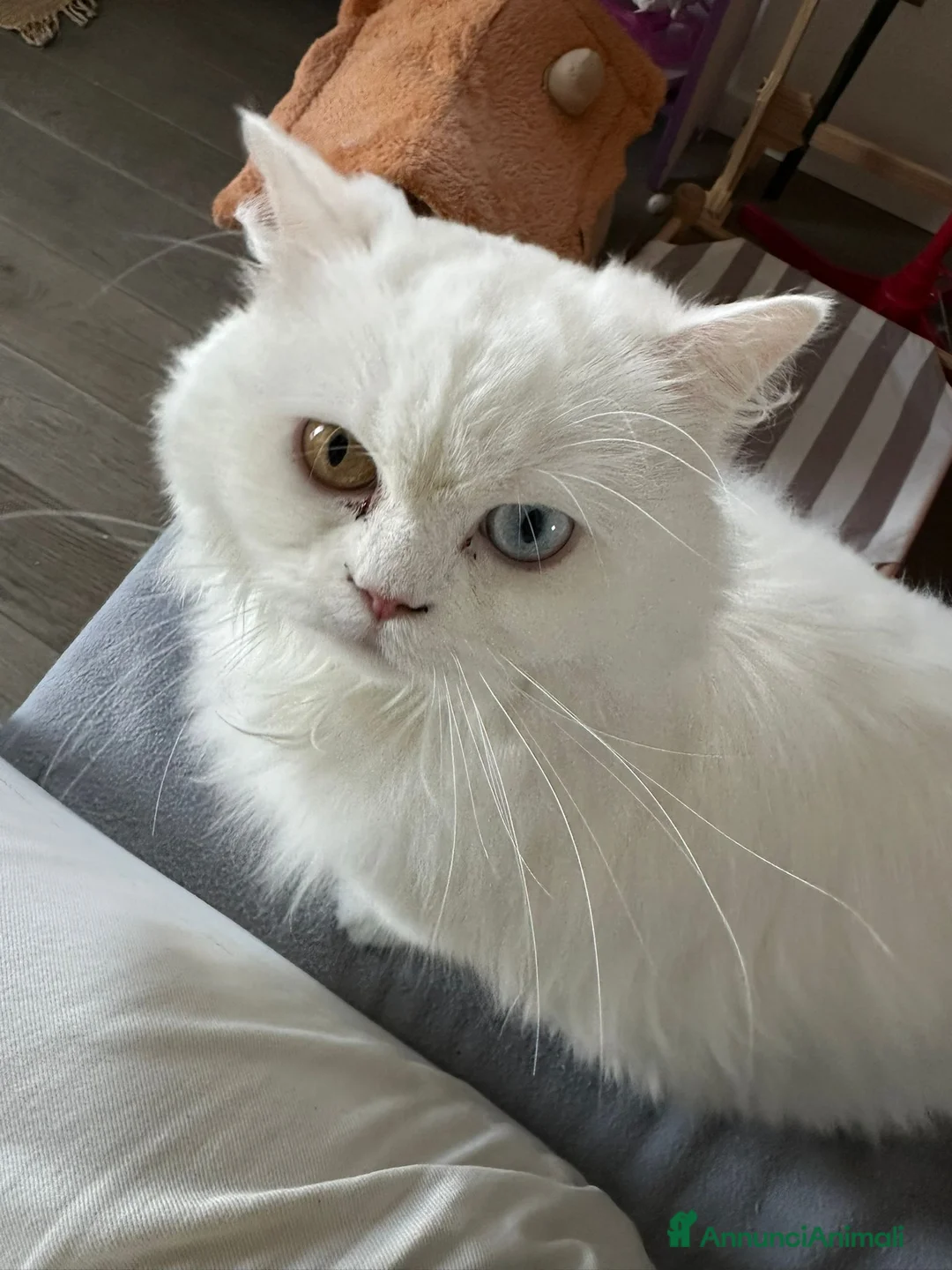 Scottish gatti in vendita: Gattini Scottish longhair  - Annuncio 1