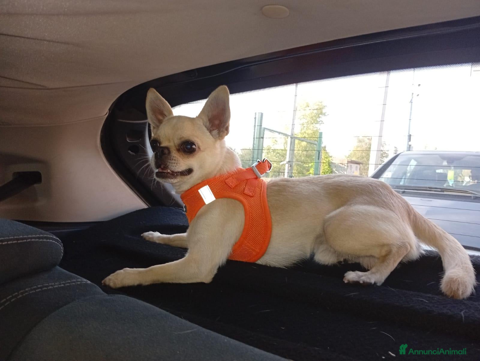 Chihuahua cani chiuahua  - Annuncio 2