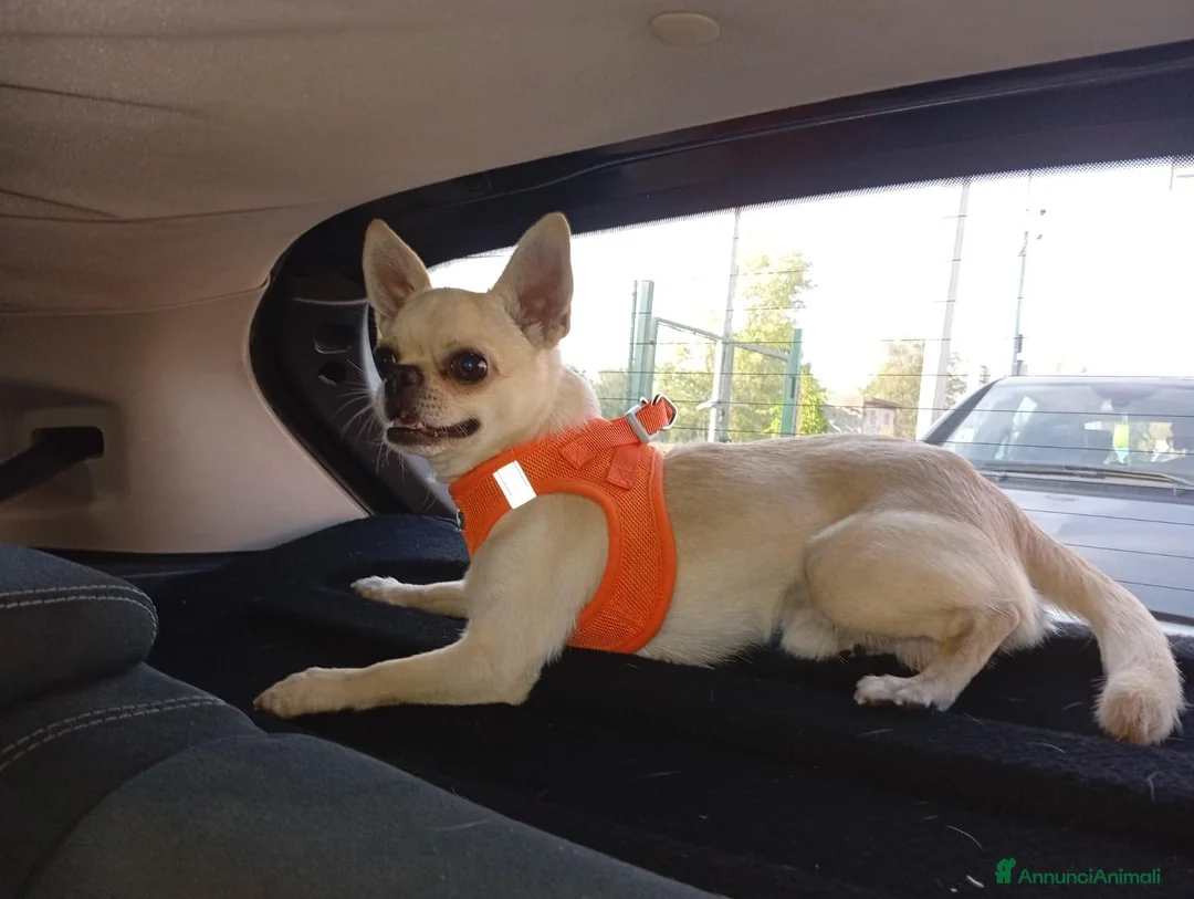 Chihuahua cani per accoppiamento: chiuahua  - Annuncio 1