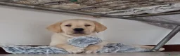Labrador cani in vendita: Cuccioli Labrador retriever  - Annuncio 7