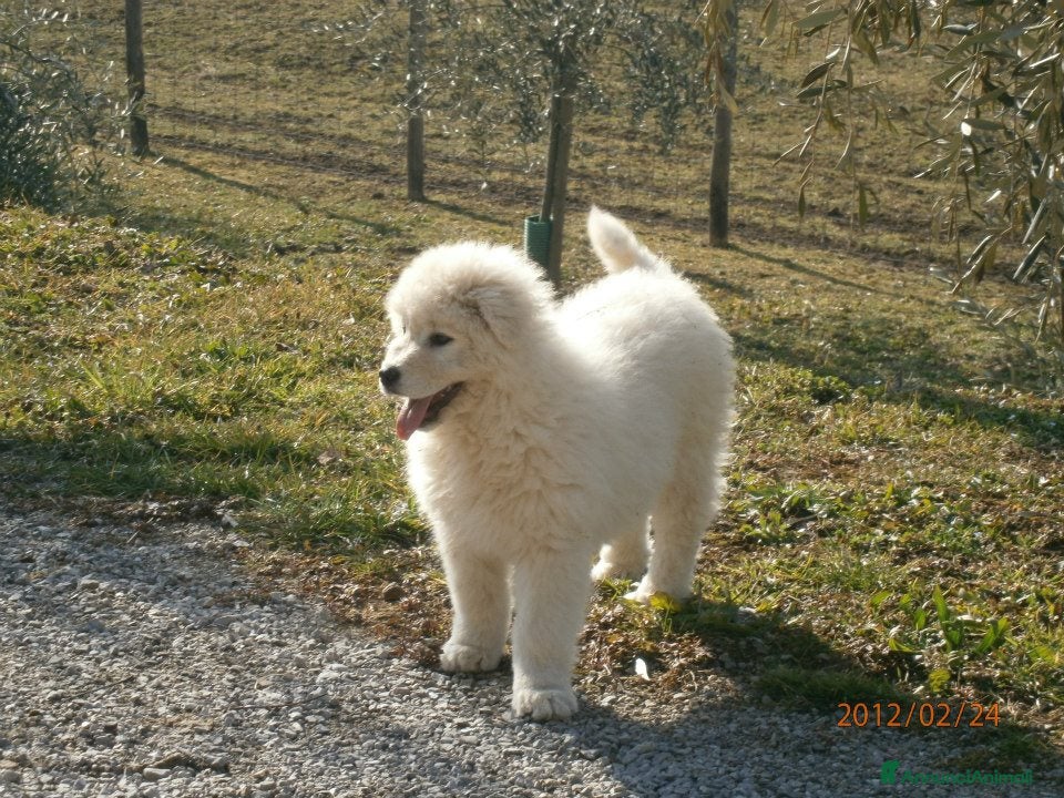 Pastore Maremmano cani cuccioli di pastore Abruzzese  - Annuncio 2