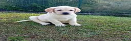 Labrador cani in vendita: Labrador Retriever con Pedigree  - Annuncio 3