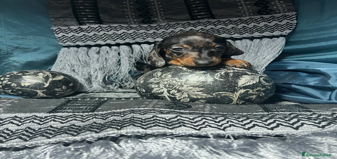 Immagine della galleria {{count}}