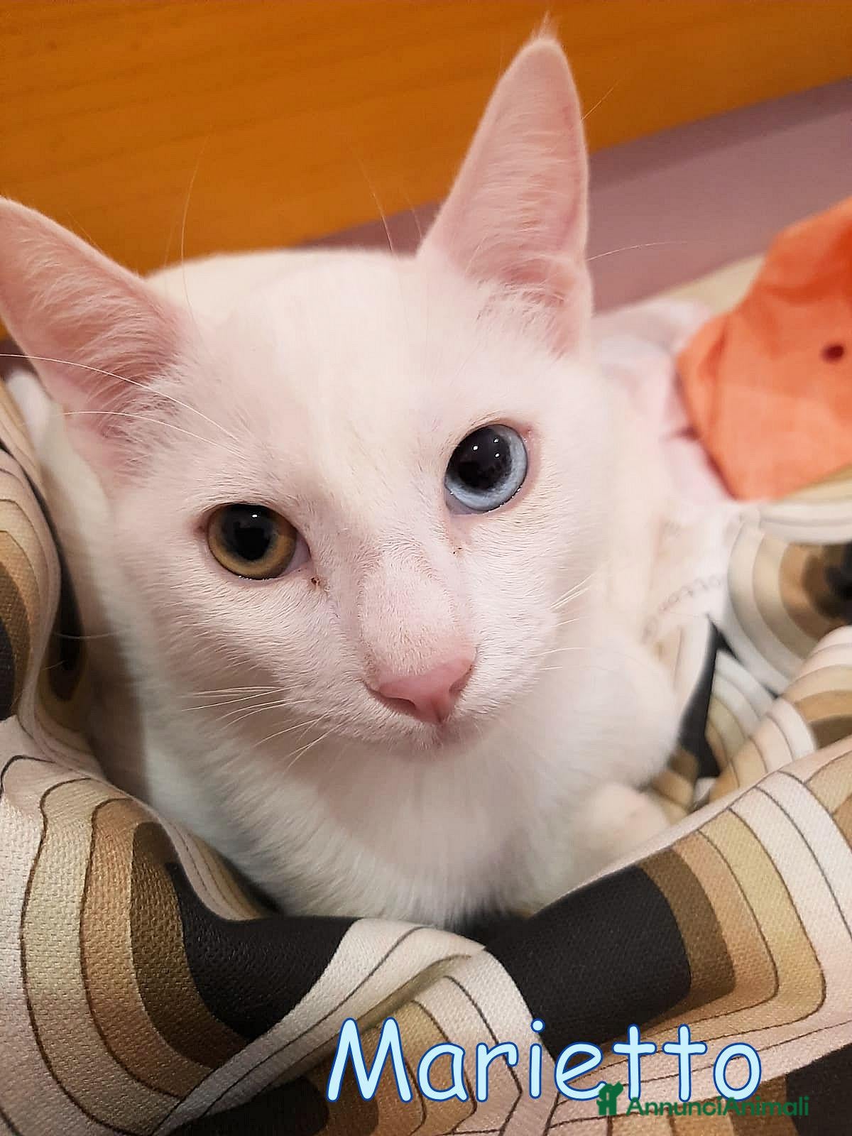 Europeo gatti MARIETTO DOLCISSIMO GATTINO - Annuncio 2