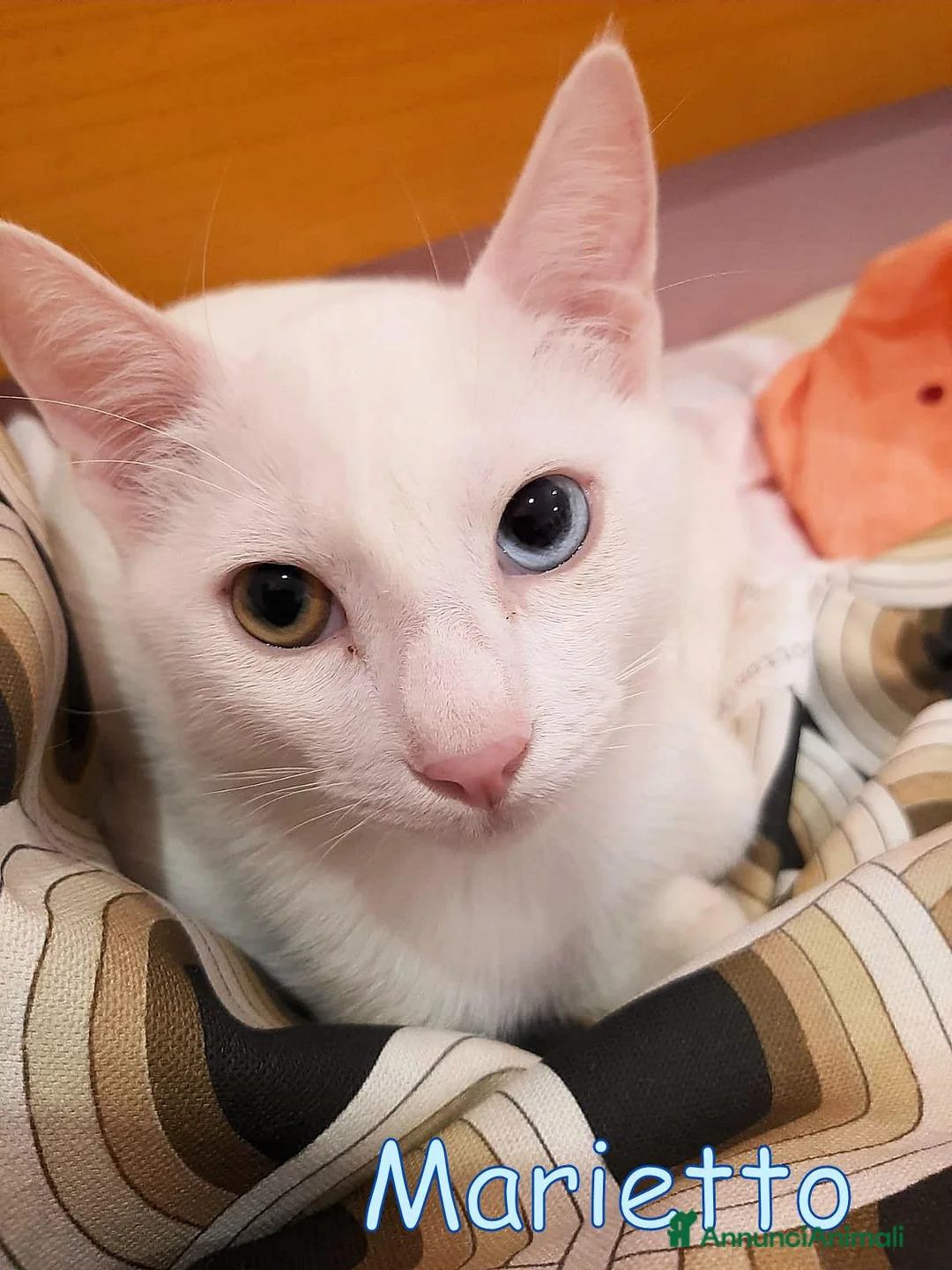 Europeo gatti in regalo: MARIETTO DOLCISSIMO GATTINO - Annuncio 1