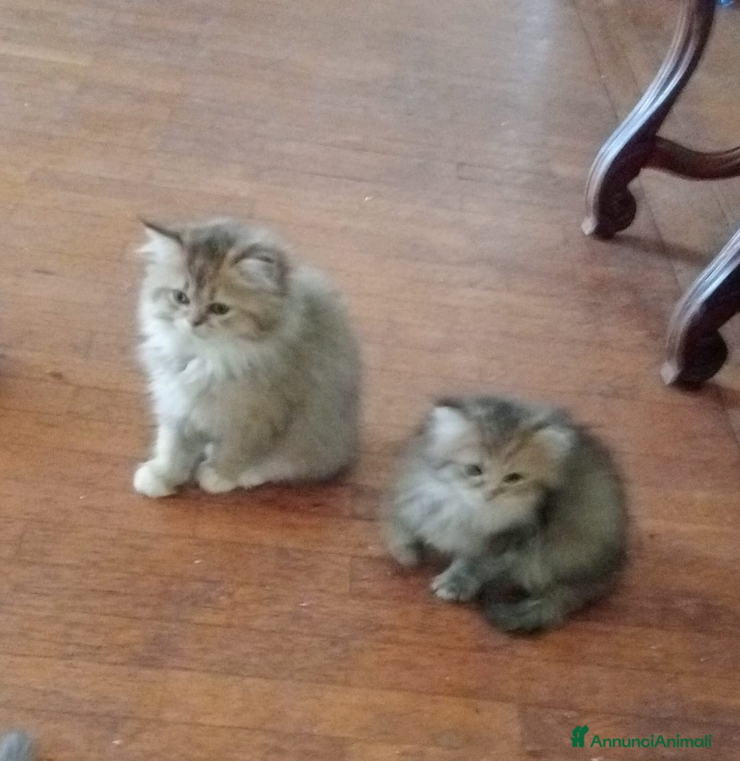 Persiano gatti in vendita: Gattini persiani normotipo  - Annuncio 12