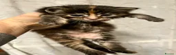 Maine Coon gatti in vendita: Maine Coon - Annuncio 6