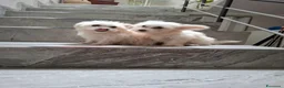 Maltese cani in vendita: Maltesini toy Genitori Visibili  - Annuncio 5