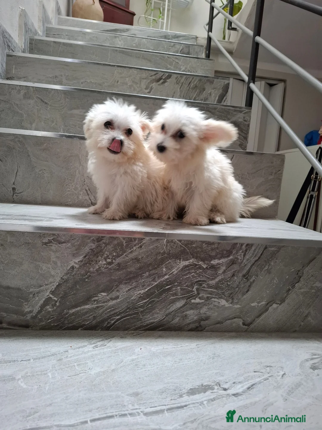 Maltese cani in vendita: Maltesini toy Genitori Visibili  - Annuncio 5