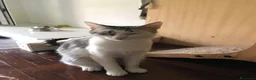 Meticcio gatti in regalo: Viola e Ciambella bellissime micine cercano casa! - Annuncio 7