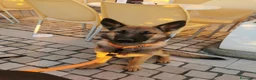 Pastore Belga cani in regalo: Regalo Sole - Annuncio 5