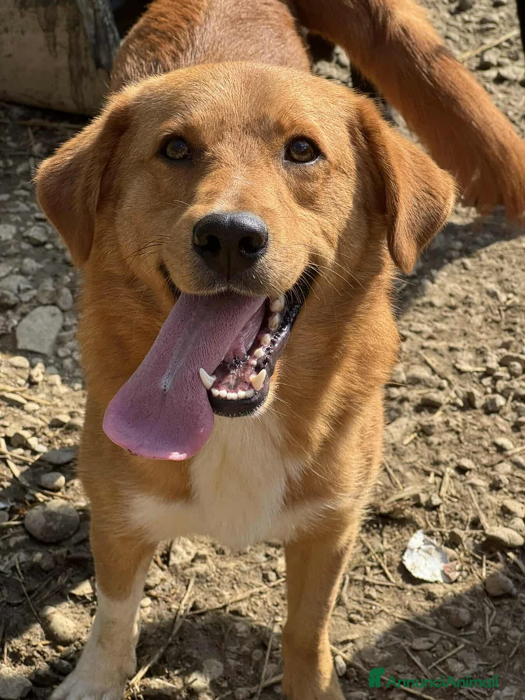 Meticcio cani in regalo: LENNY, cucciolone DOLCISSIMO chiuso in canile! - Annuncio 5