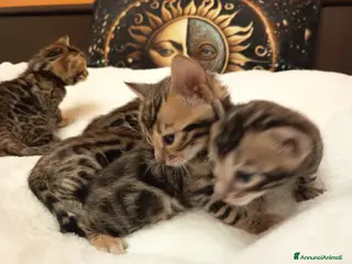 Bengala gatti meravigliosi feminucce bengala - Annuncio 1