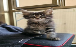 Maine Coon gatti in vendita: Cuccioli Maine Coon a Provincia di Treviso - Immagine 9