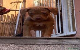 Pitbull cani in vendita: Cucciola di Pitbull Tricolor con Pedigree  a Città Metropolitana di Milano - Immagine 2