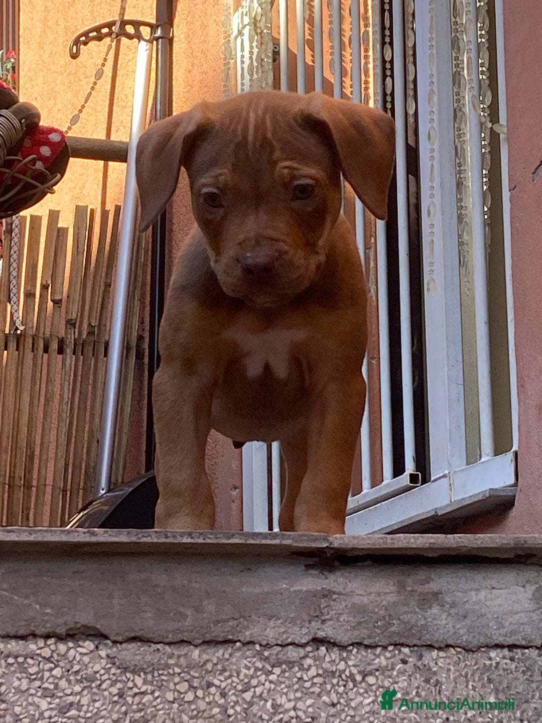 Pitbull cani in vendita: Cucciola di Pitbull Tricolor con Pedigree  a Città Metropolitana di Milano - Immagine 2