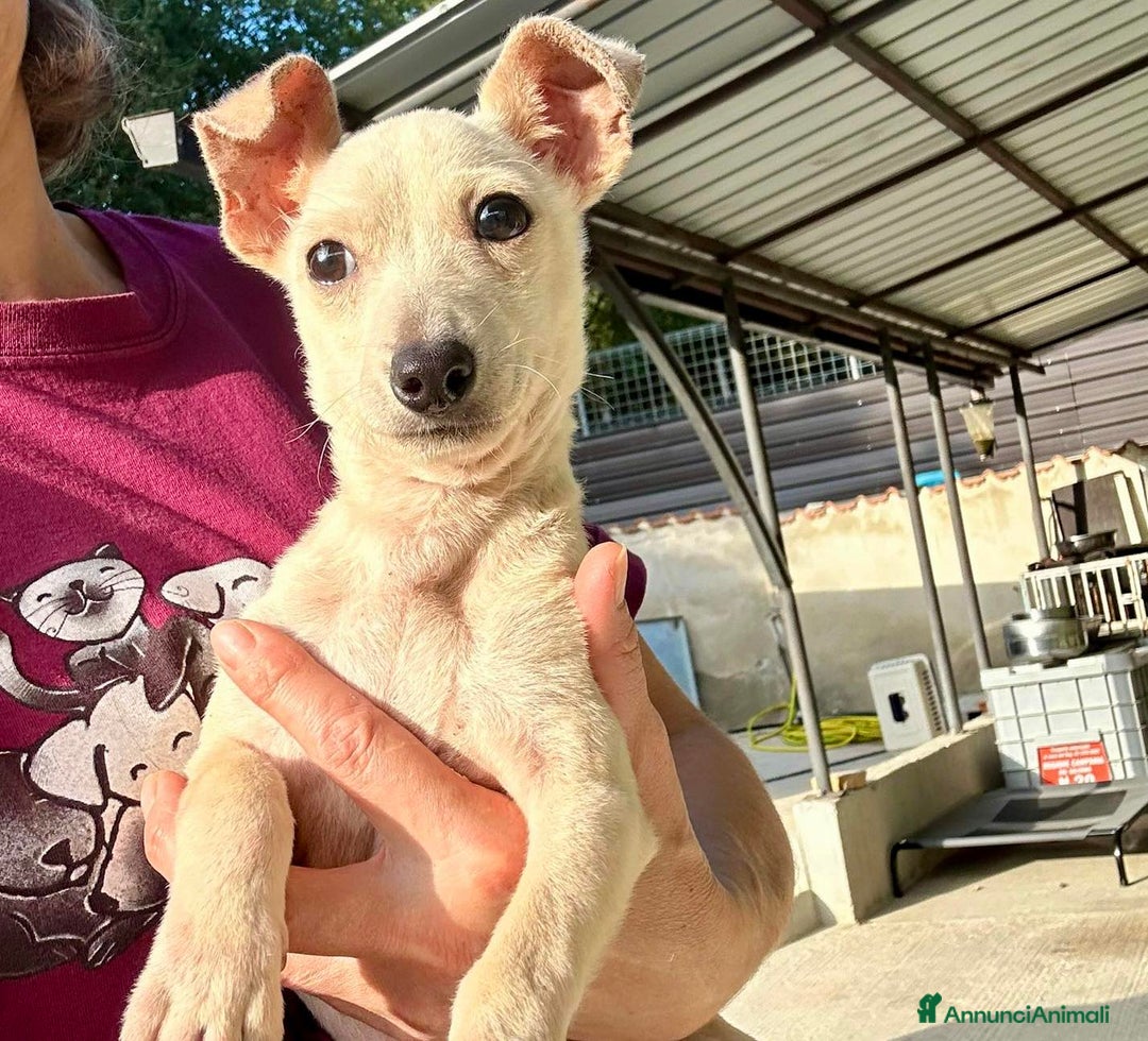 Meticcio cani in regalo: GRISU' JUNIOR, cucciolo TAGLIA PICCOLA!  - Immagine 4