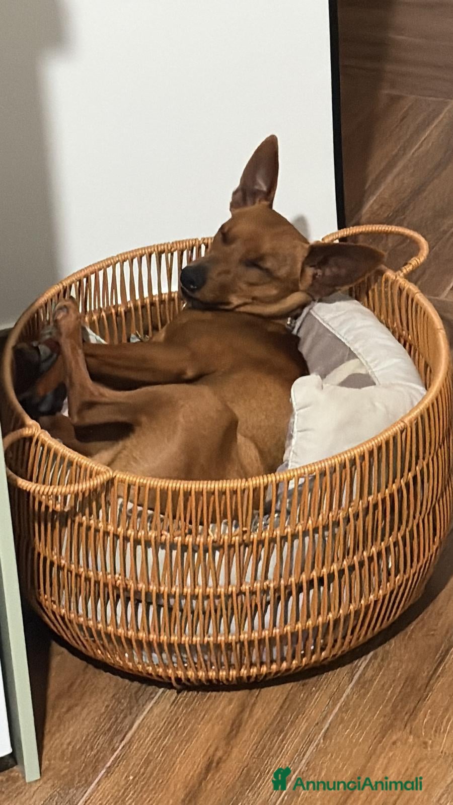 Pinscher Miniatura cani in vendita: pincher maschio - Annuncio 2