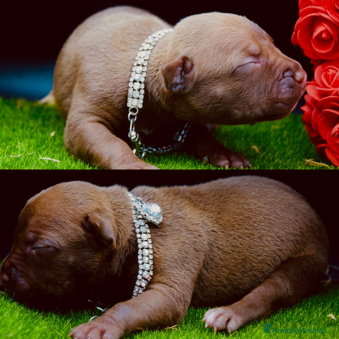 Pitbull cani in vendita: Cuccioli Pitbull con pedigree  - Annuncio 7