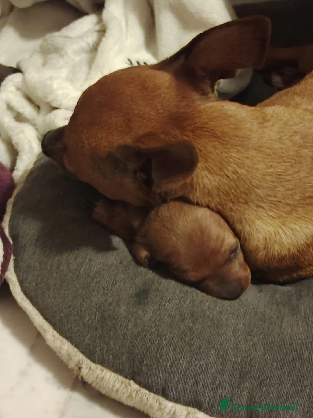Pinscher Miniatura cani in vendita: Cuccioli di Pinscher  - Annuncio 2