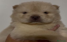 Chow Chow cani in vendita: Chow chow  a Città metropolitana di Catania - Immagine 3
