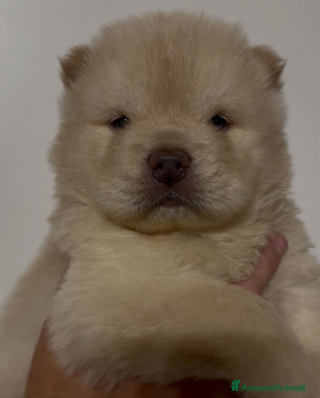 Chow Chow cani in vendita: Chow chow  a Città metropolitana di Catania - Immagine 3