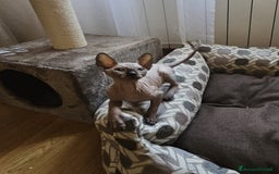 Sphynx gatti in vendita: Gattini Sphynx  a Città metropolitana di Roma Capitale - Immagine 2