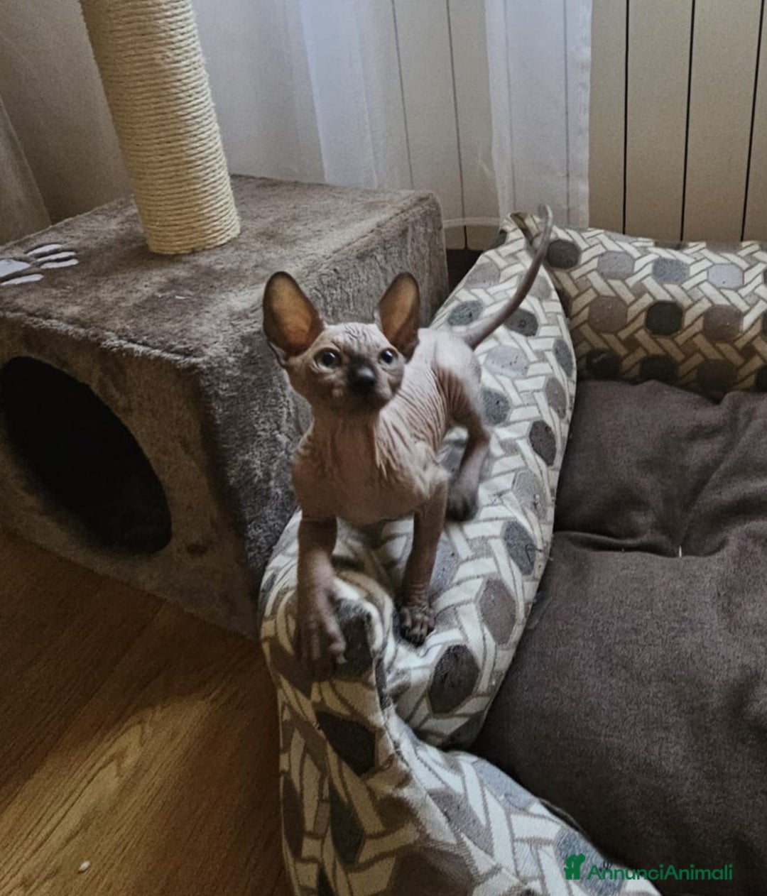 Sphynx gatti in vendita: Gattini Sphynx  a Città metropolitana di Roma Capitale - Immagine 2