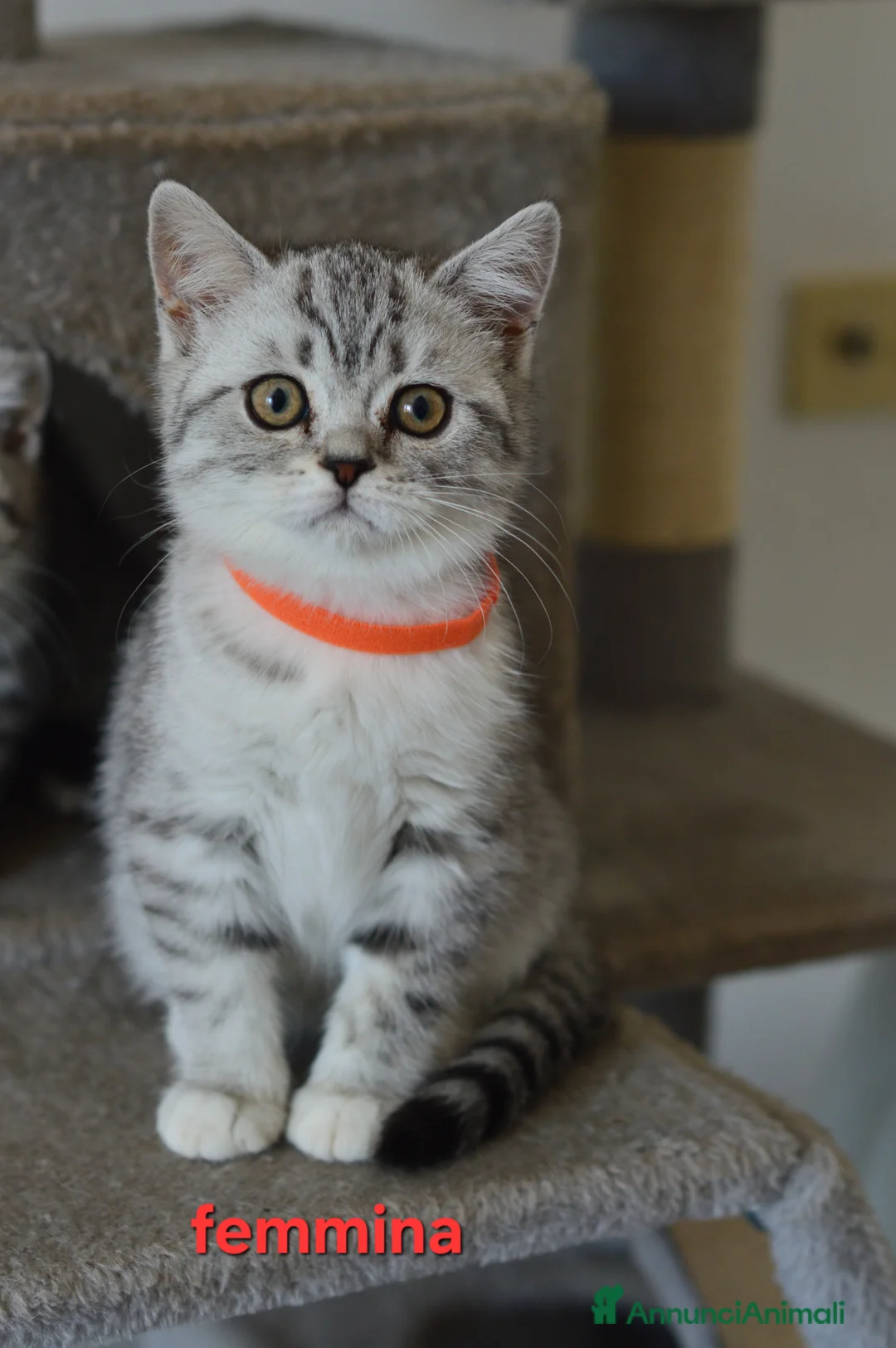 Scottish gatti in vendita: Scotish Straight  - Annuncio 3