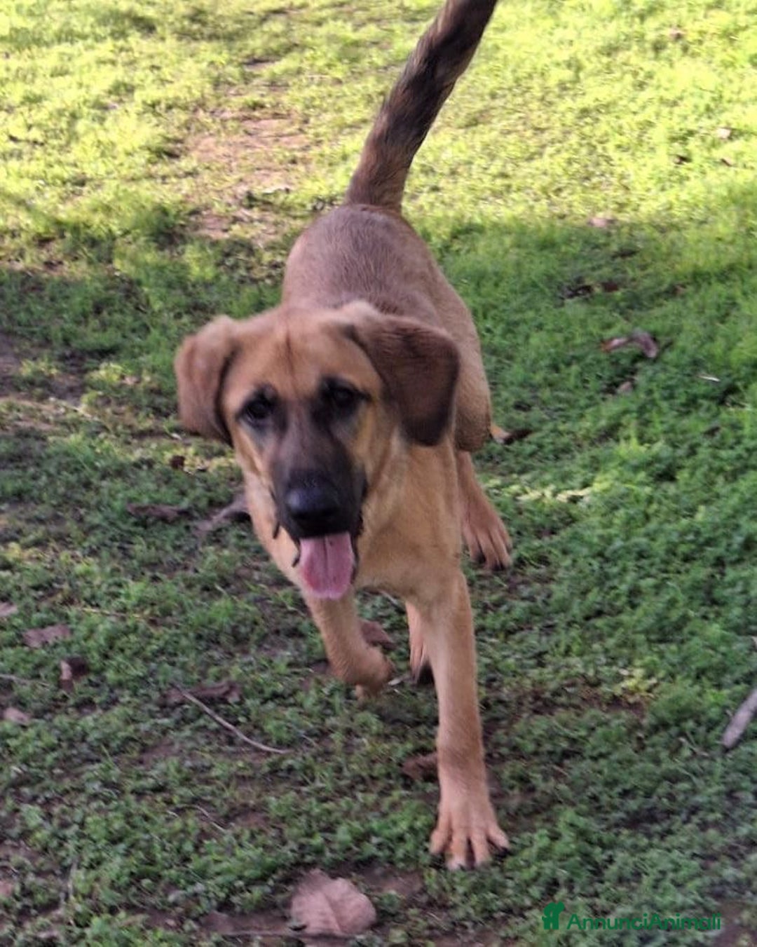 Meticcio cani in regalo: MORA 🩷 -cucciola stupenda; nessuno chiama per lei - Annuncio 3