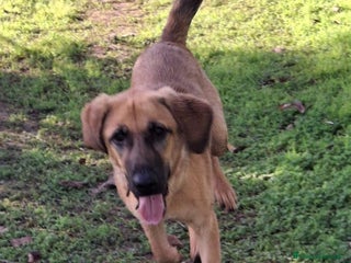 Meticcio cani MORA 🩷 -cucciola stupenda; nessuno chiama per lei - Annuncio 16