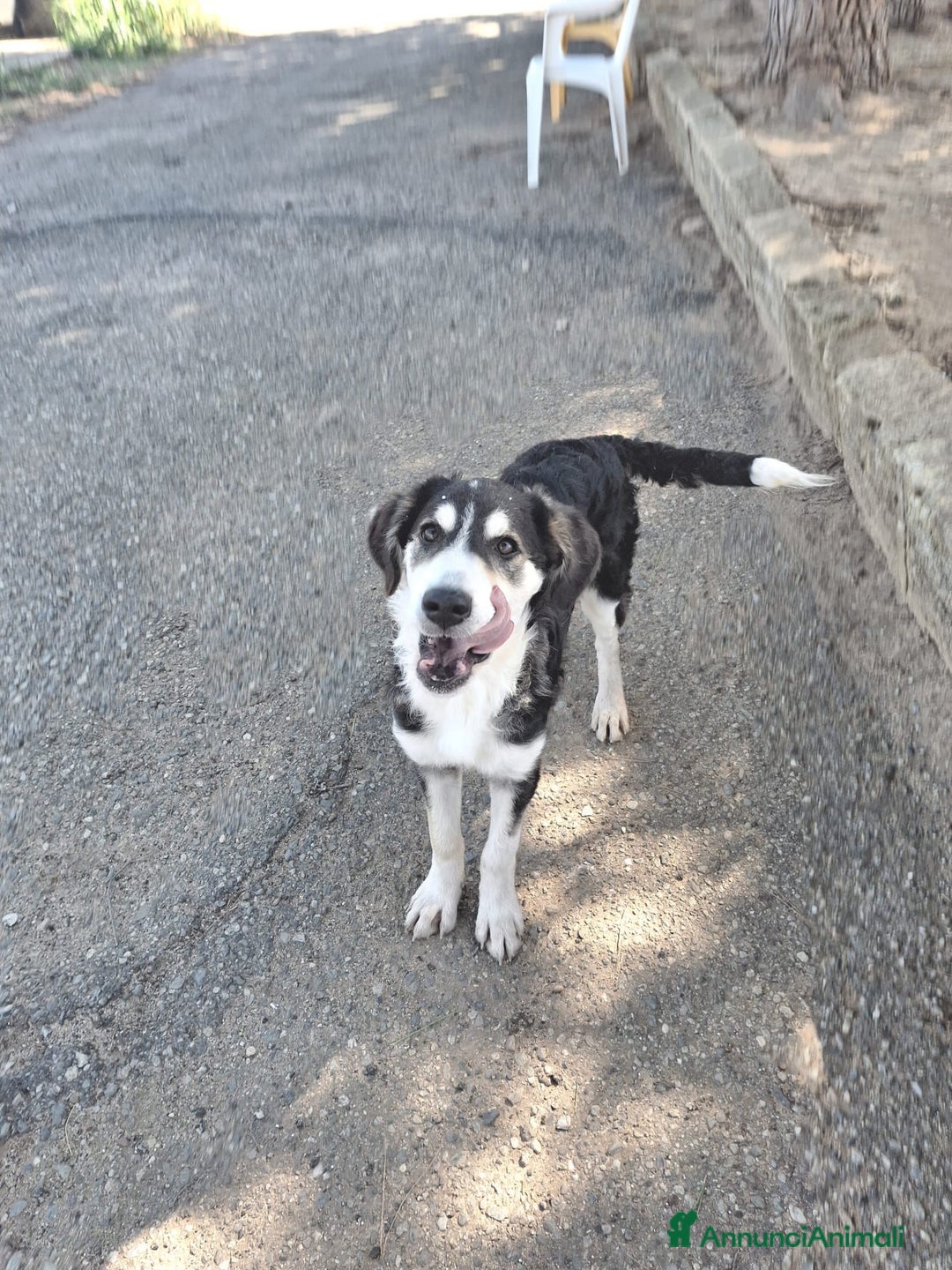 Meticcio cani in regalo: BRETZEL 🩷 - cucciola, ultima della sua cucciolata - Annuncio 4