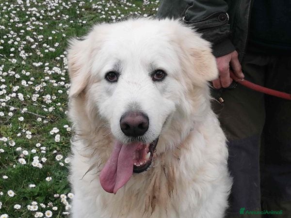 Meticcio cani IL BELLISSIMO BYRON CERCA LA SUA FAMIGLIA - Annuncio 31